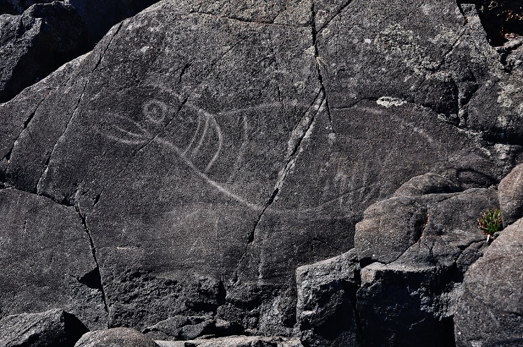 seal petroglyph